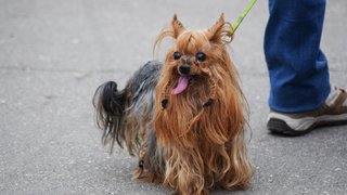 На набережной Саратова запретили гулять с собаками