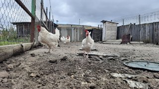 В Туле торговали саратовским фаршем с сальмонеллой