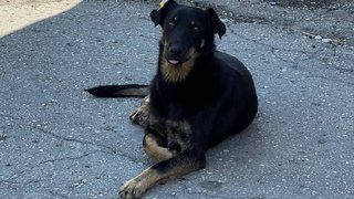 В Аткарске собака искусала ноги подростку
