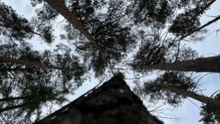 Под Саратовом пенсионерка ушла в лес и не вернулась