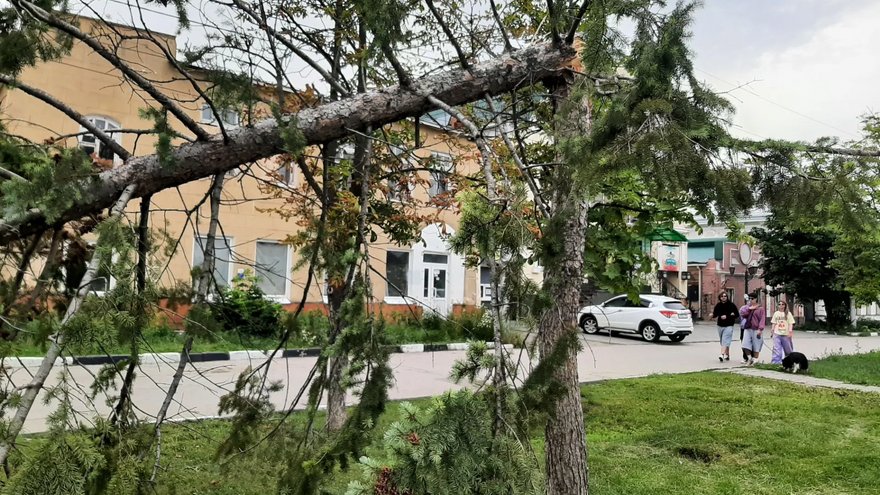 В Энгельсе ветер сломал елку на главной площади