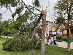 В Энгельсе ветер сломал елку на главной площади