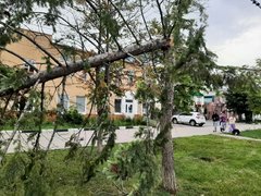 В Энгельсе ветер сломал елку на главной площади