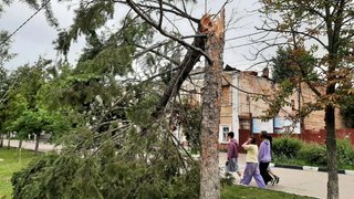 В Энгельсе ветер сломал елку на главной площади