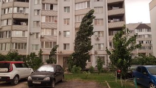 В Саратове ветер повалил 4 дерева
