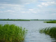 Балаковская АЭС выпустила в Саратовское водохранилище более 73 тысяч молоди стерляди