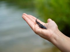 Балаковская АЭС выпустила в Саратовское водохранилище более 73 тысяч молоди стерляди