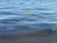 В Саратовской области зацвела Волга: у берегов наблюдают мертвую рыбу
