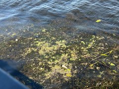 В Саратовской области зацвела Волга: у берегов наблюдают мертвую рыбу