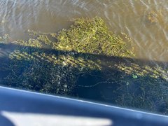 В Саратовской области зацвела Волга: у берегов наблюдают мертвую рыбу