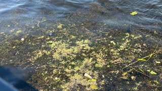 В Саратовской области зацвела Волга: у берегов наблюдают мертвую рыбу