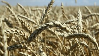 Саратовская область увеличит поставки зерна в Китай