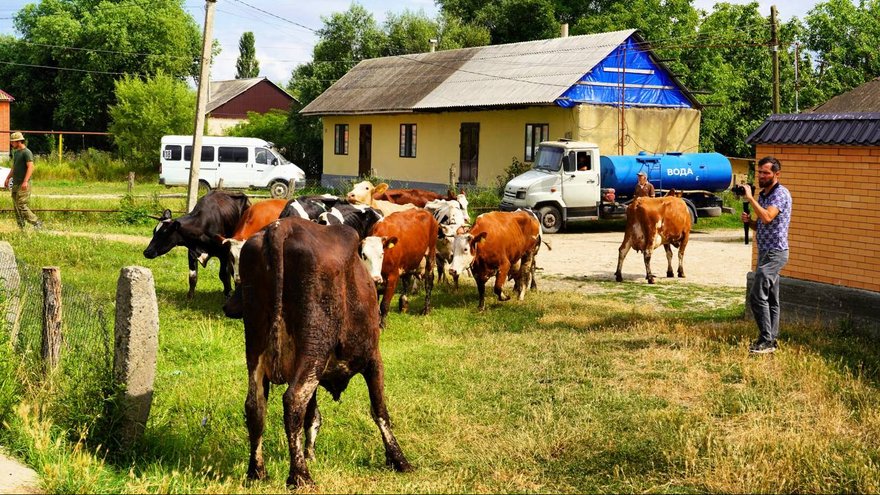 Саратовская область подарила 140 коров Дагестану