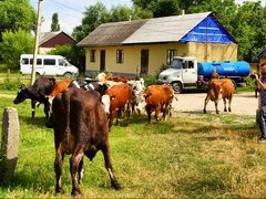 Саратовская область подарила 140 коров Дагестану