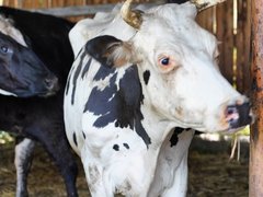 Саратовская область подарила 140 коров Дагестану