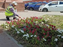 В Энгельсе высадили больше 60 тысяч цветов