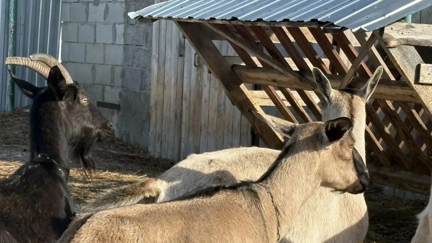 Под Саратовом нашли нелегальных коров, овец и коз