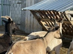 Под Саратовом нашли нелегальных коров, овец и коз