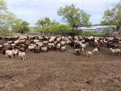 Под Саратовом нашли нелегальных коров, овец и коз