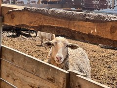 Под Саратовом нашли нелегальных коров, овец и коз