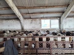 Под Саратовом нашли нелегальных коров, овец и коз
