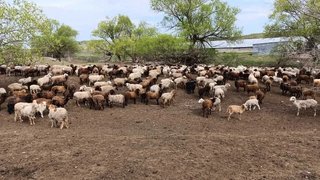 Под Саратовом нашли нелегальных коров, овец и коз