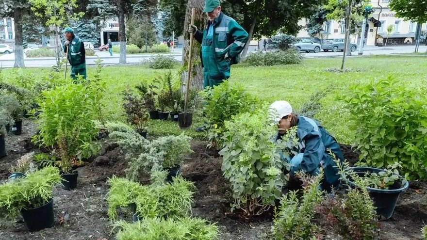 В Саратове высадят более 1,5 тысячи деревьев