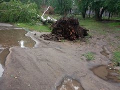 Рухнувшие деревья и разбитые машины: жители Саратовской области опубликовали фото с последствиями природной стихии