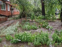 Рухнувшие деревья и разбитые машины: жители Саратовской области опубликовали фото с последствиями природной стихии