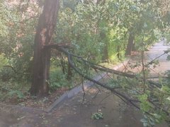 Рухнувшие деревья и разбитые машины: жители Саратовской области опубликовали фото с последствиями природной стихии