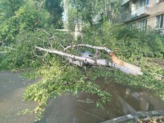 Рухнувшие деревья и разбитые машины: жители Саратовской области опубликовали фото с последствиями природной стихии