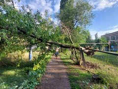 Рухнувшие деревья и разбитые машины: жители Саратовской области опубликовали фото с последствиями природной стихии