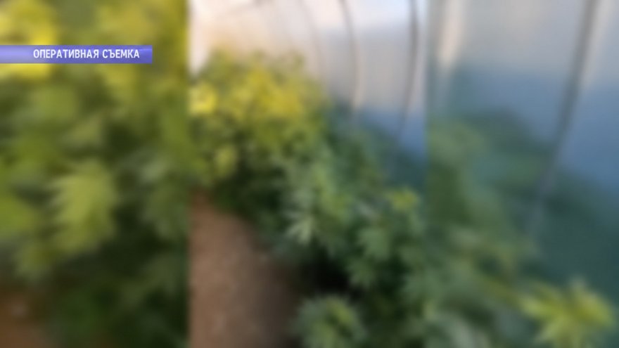 Под Энгельсом полицейские нашли теплицу с коноплей