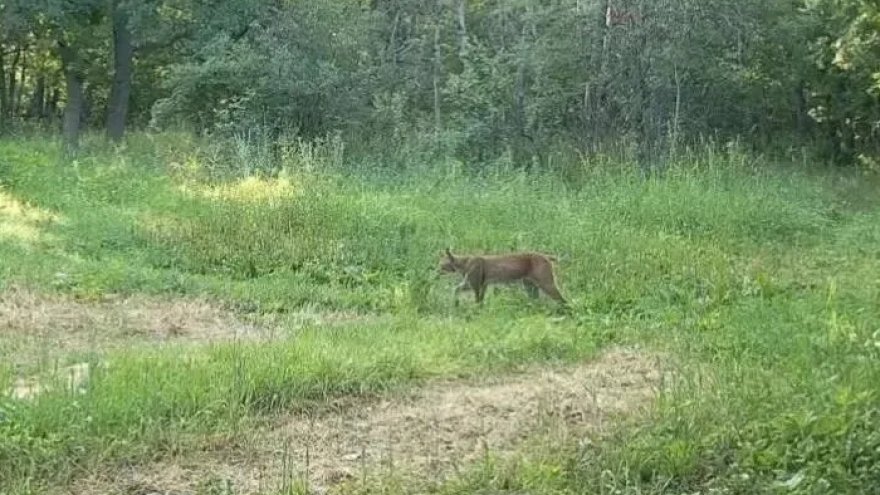 В саратовском заказнике на фотоловушку попалась краснокнижная рысь