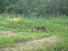 В саратовском заказнике на фотоловушку попалась краснокнижная рысь