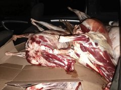 Инспекторы ГИБДД раскрыли незаконную перевозку 38 туш баранов