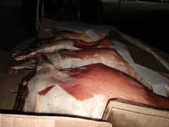 Инспекторы ГИБДД раскрыли незаконную перевозку 38 туш баранов