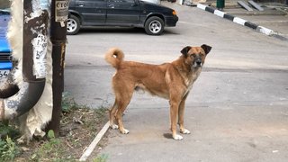 В пригороде Саратова бездомная собака укусила 10-летнего мальчика
