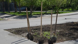 В Саратове высадят 300 кленов, вязов и тополей