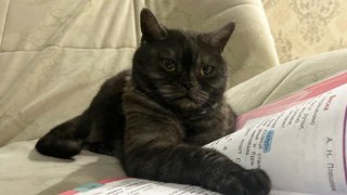 Пенсионерка написала записку о кошке Мусе и совершила самоубийство