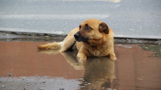 Жителям Саратовской области пообещали дожди и жару до +37 на выходных
