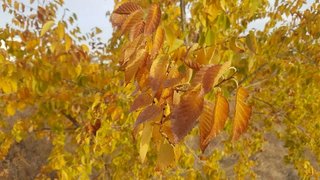 Синоптики ждут теплого и сухого начала осени в Саратовской области