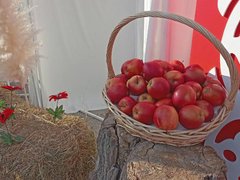 Ярмарка ремесленников, фильм о Гагарине, дерево желаний: в городе прошел фестиваль Саратов. Туризм