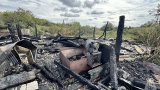 Под Ртищевом в 200-метровом пожаре погибли телята и кролик