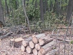 Саратовец спилил сотню деревьев и стал уголовником