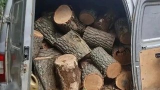 Саратовец спилил сотню деревьев и стал уголовником