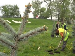 В Энгельсе осенью высадят более 200 деревьев и кустарников