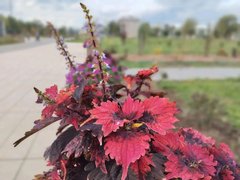 В Энгельсе осенью высадят более 200 деревьев и кустарников