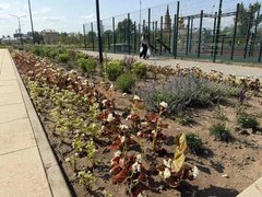 В Энгельсе осенью высадят более 200 деревьев и кустарников