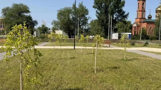В Энгельсе осенью высадят более 200 деревьев и кустарников